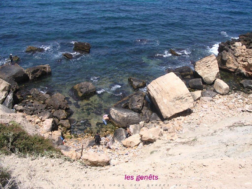 ORAN MAI 2008 3256 les genets.jpg